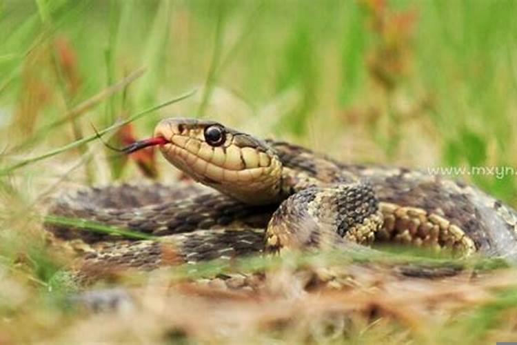 女人梦到被毒蛇咬到脚中毒