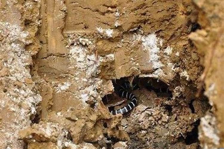 迁坟遇到蛇是什么情况