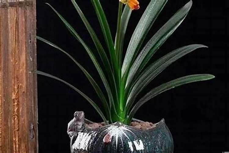 家里摆什么旺财转运