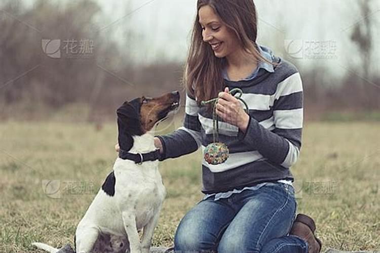 梦见和狗狗玩得很开心