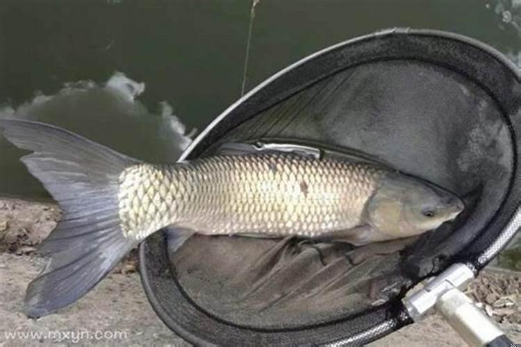 周公解梦几条炸好的大鱼给我吃