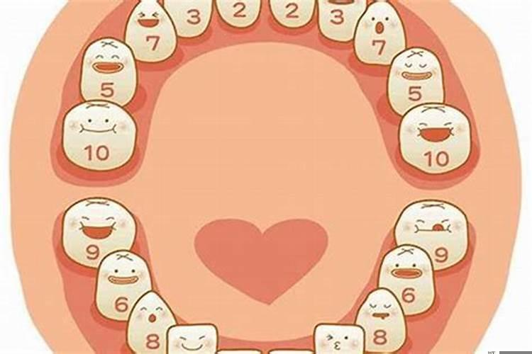 26颗牙齿的命运解析