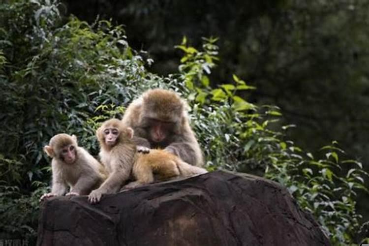 2004年属猴的生在几月好