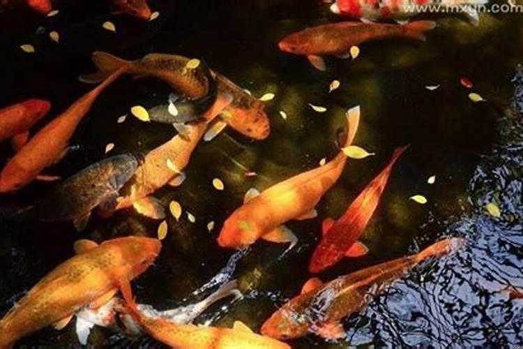 梦见水水里有鱼