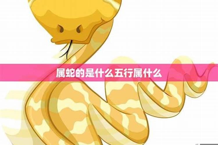 生肖蛇最大的特点是什么意思