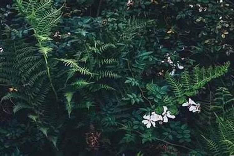 2020年11月份黄道吉日一览表