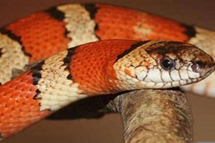 女人梦到被毒蛇咬到脚中毒