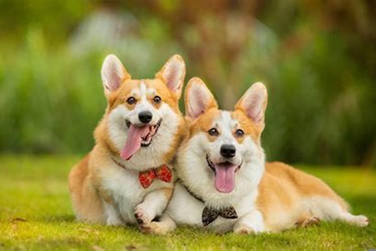 女人梦见狗咬手臂出血