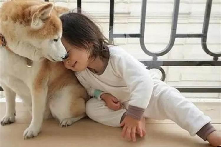 梦见和狗狗玩得很开心