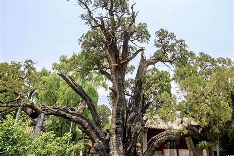 楼梯应在房子什么位置