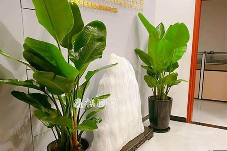 办公室高的绿植