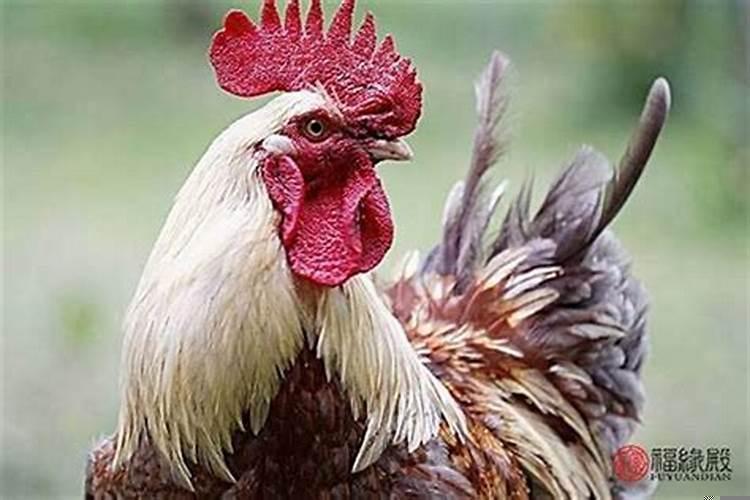 属鸡男跟属鸡女怎么样