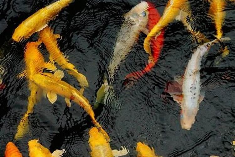 梦见鱼的大多是生女儿鱼很丑很黑