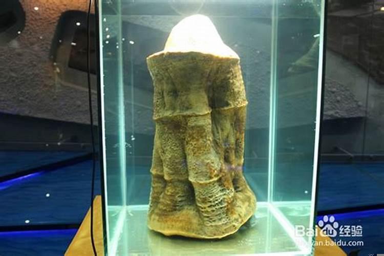 太岁泡水能治疗癌症