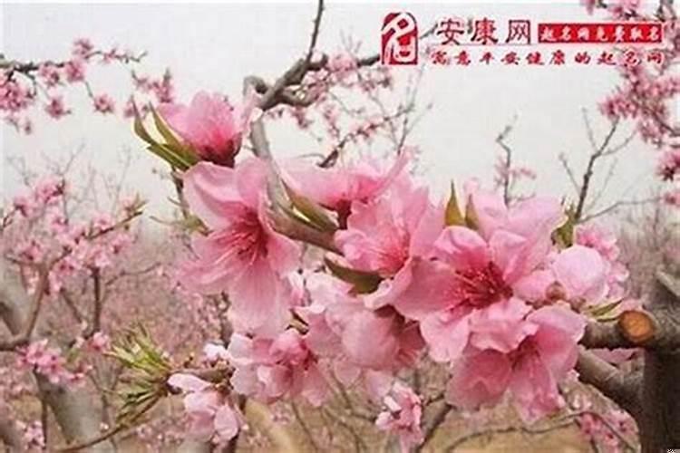 桃花运旺的表现