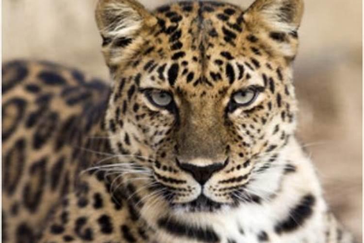 梦到豹子是什么意思