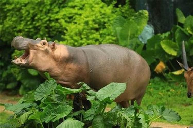 梦见好多人在水里游来游去