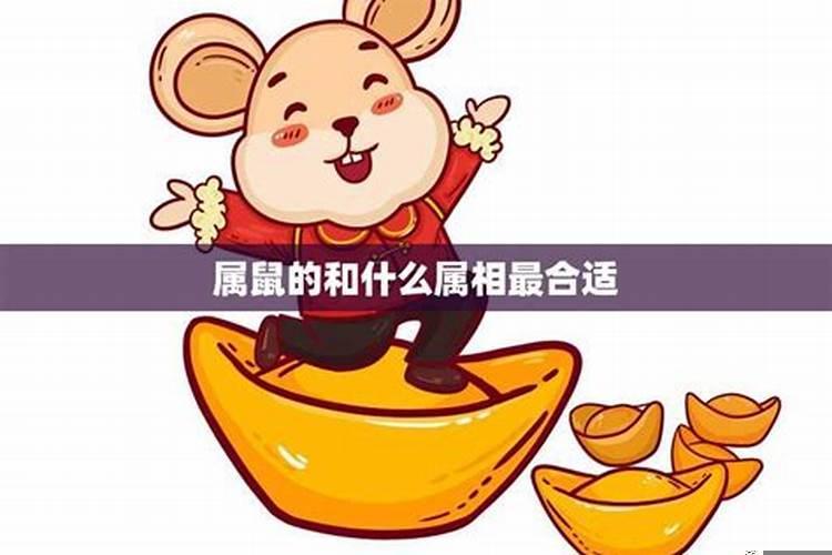 属鼠与什么属相配最好
