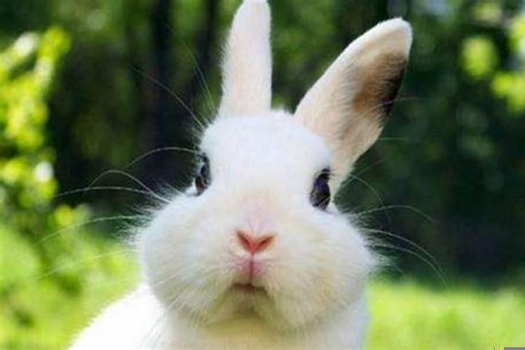 兔子型的人性格