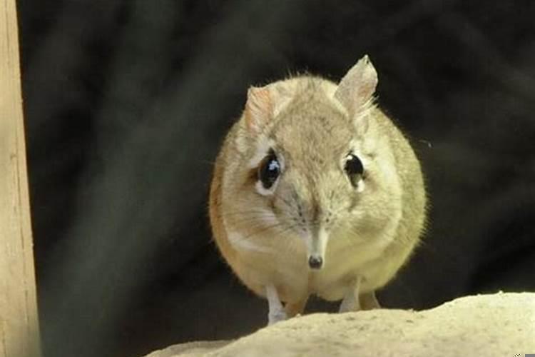 梦见搬家有什么暗示吗