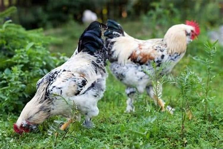 梦见别人送孩子给自己是什么意思