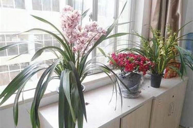 家里增加好运的方法