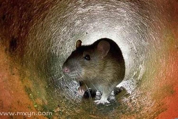 梦到了死老鼠是什么意思