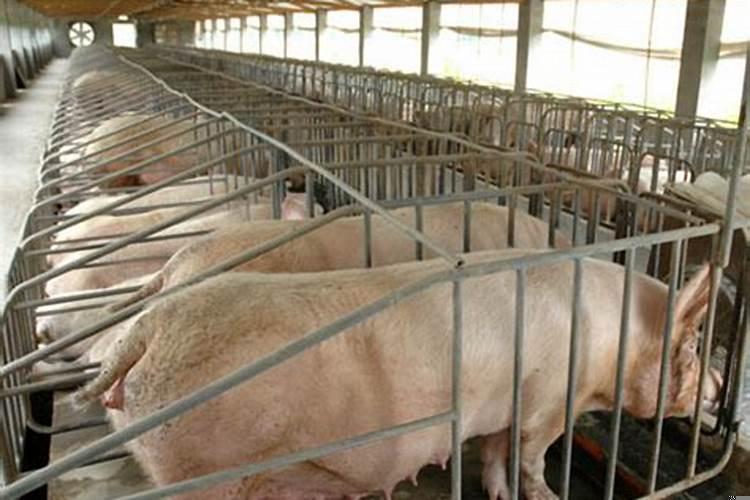 梦见猪圈里有大猪小猪崽子