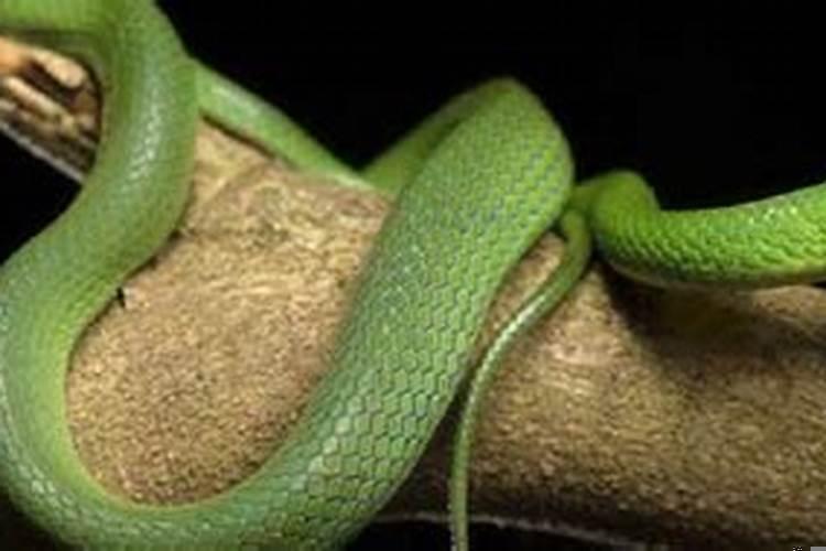 男人梦见青蛇是什么预兆