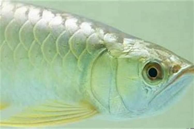 金龙鱼水温多少最好