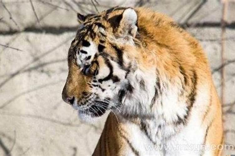 梦见屋里有老虎还有一只豹子