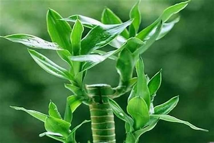 家门口放什么植物招财