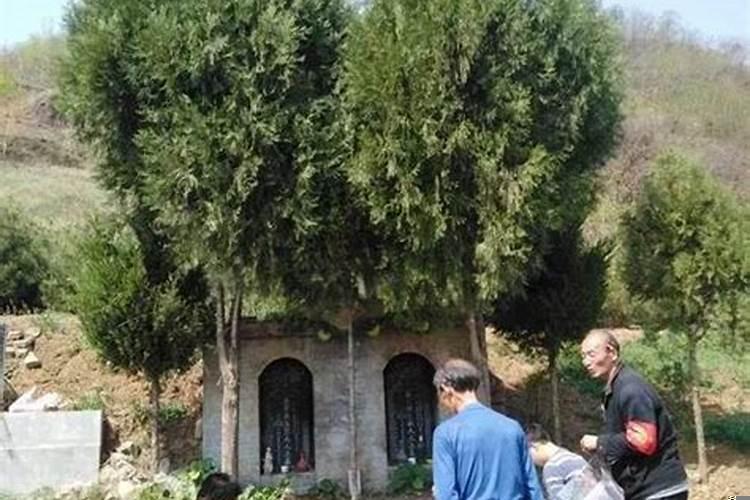 坟上的树什么时候种