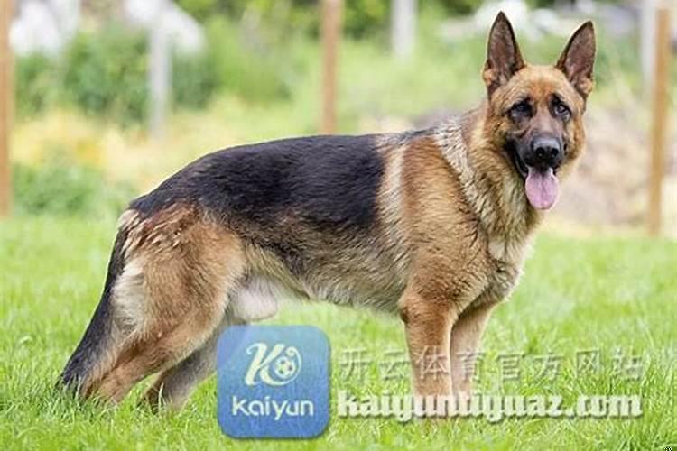 梦见狗是什么寓意呢