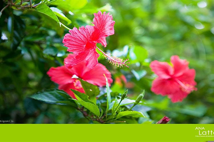 安徽定亲和订婚有什么区别