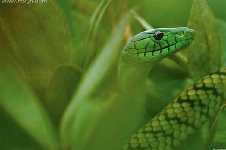 男人梦见青蛇是什么预兆