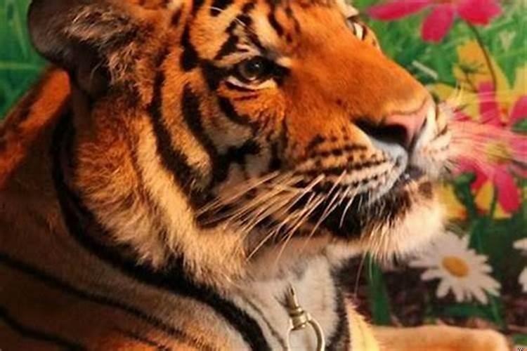 属狗和属虎的相配吗?