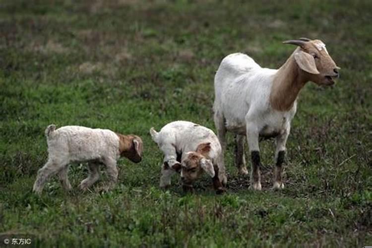 属羊人今年有贵人相助吗