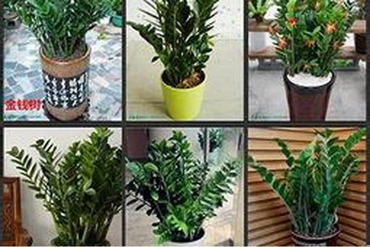 家门口放什么植物招财