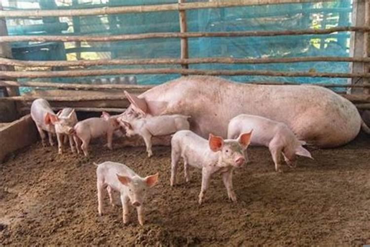 梦见猪圈里有大猪小猪崽子