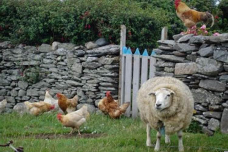 属鸡的和属羊的在一起会怎么样