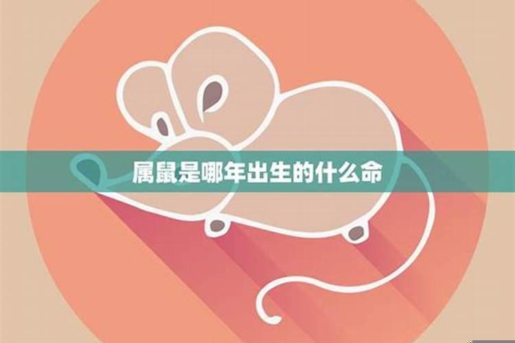 属鼠有哪几年出生