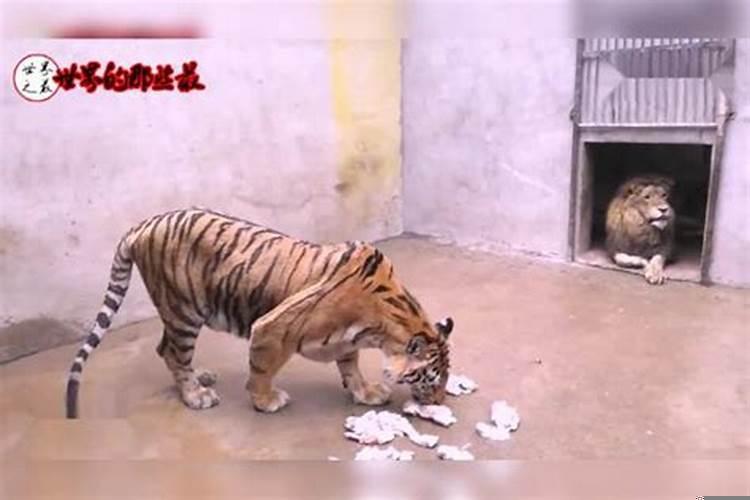 梦见老虎在家门口推门