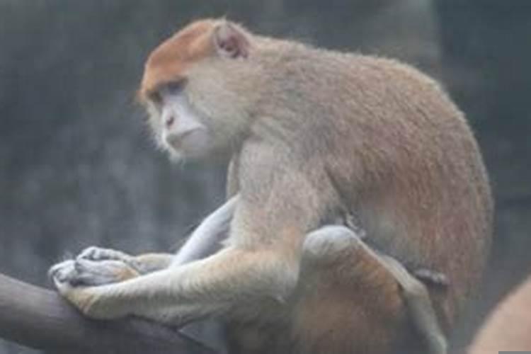 属猴三合生肖是什么意思