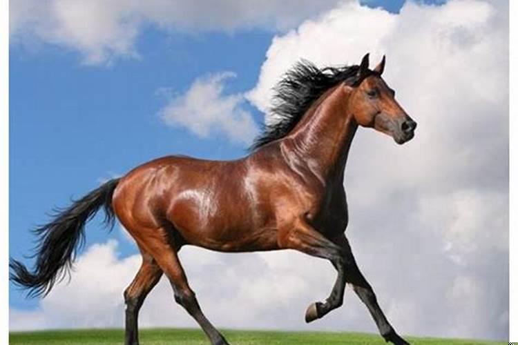 00年的龙和02年的马