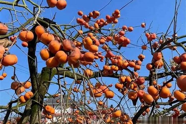 五种不能种在家里的树