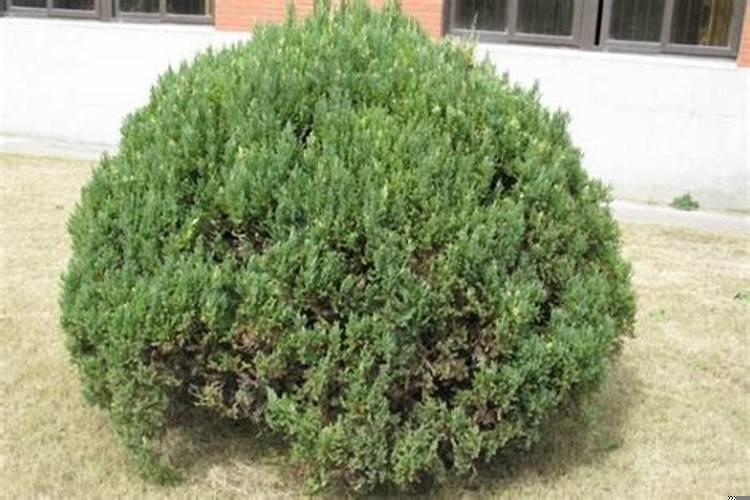 五种不能种在家里的树