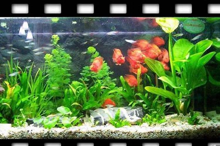 养观赏鱼都需要什么设备