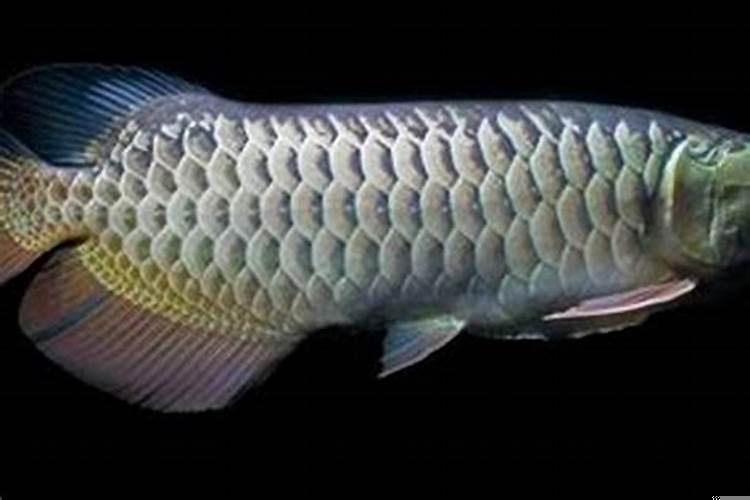 金龙鱼水温多少最好