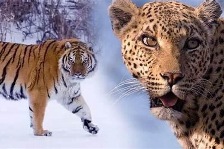 梦见屋里有老虎还有一只豹子